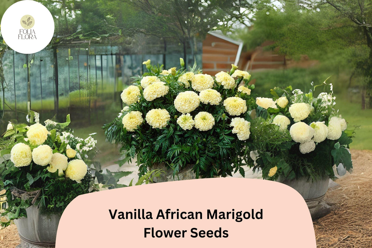 25 Vanilla African Marigold Seeds - Creamy White Blooms, Tall Summer Annual