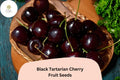 Black Tartarian Cherry Tree Seeds - 10 Sweet Dark Cherry Seeds for Planting