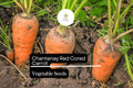 1000 Chantenay Carrot Seeds – Heirloom Vegetable Garden