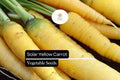 1000 Solar Yellow Carrot Seeds - Heirloom Vegetable Garden Planting