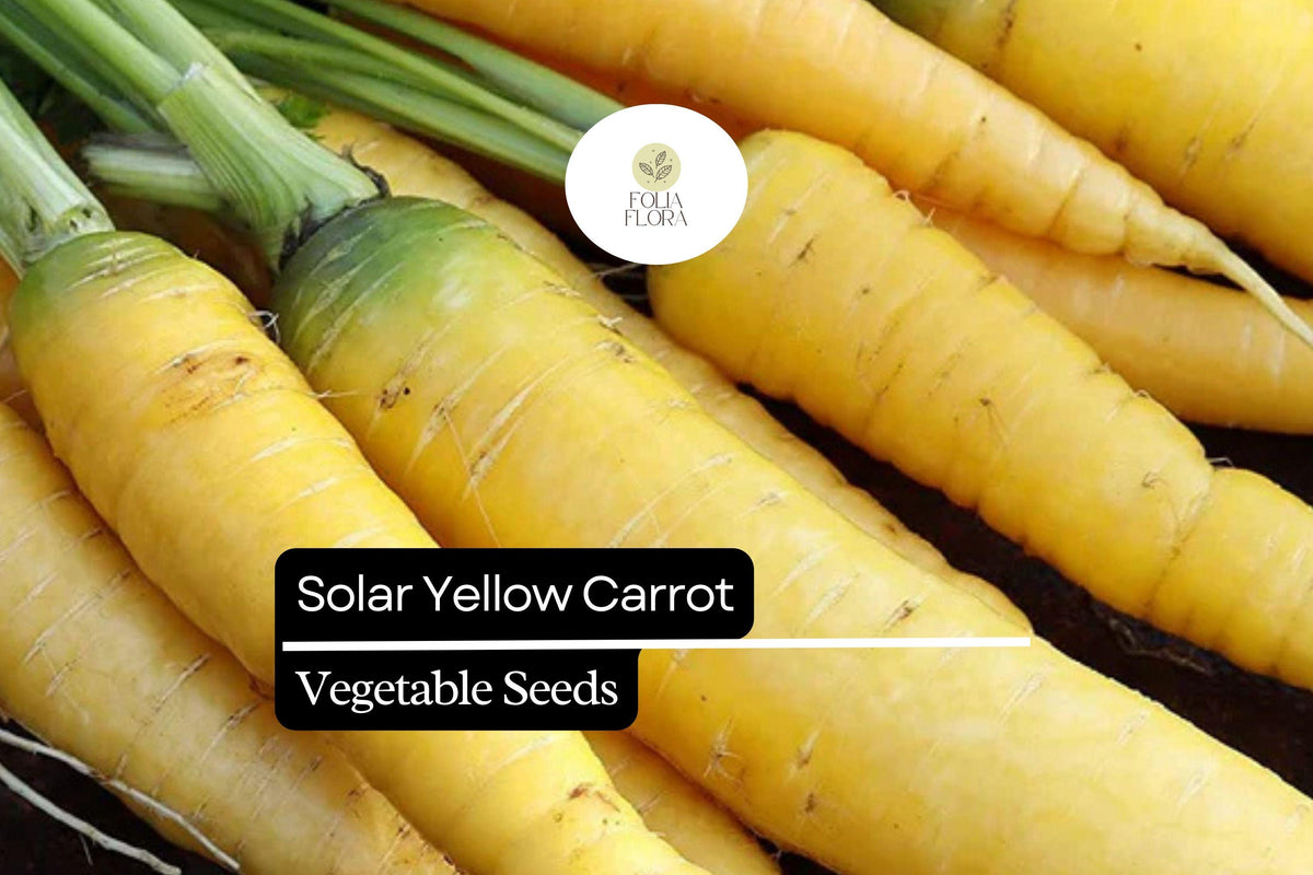 1000 Solar Yellow Carrot Seeds - Heirloom Vegetable Garden Planting