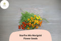 Starfire Mix Marigold Seeds – 25 Vibrant Single-Flower Tagetes for Borders & Pots