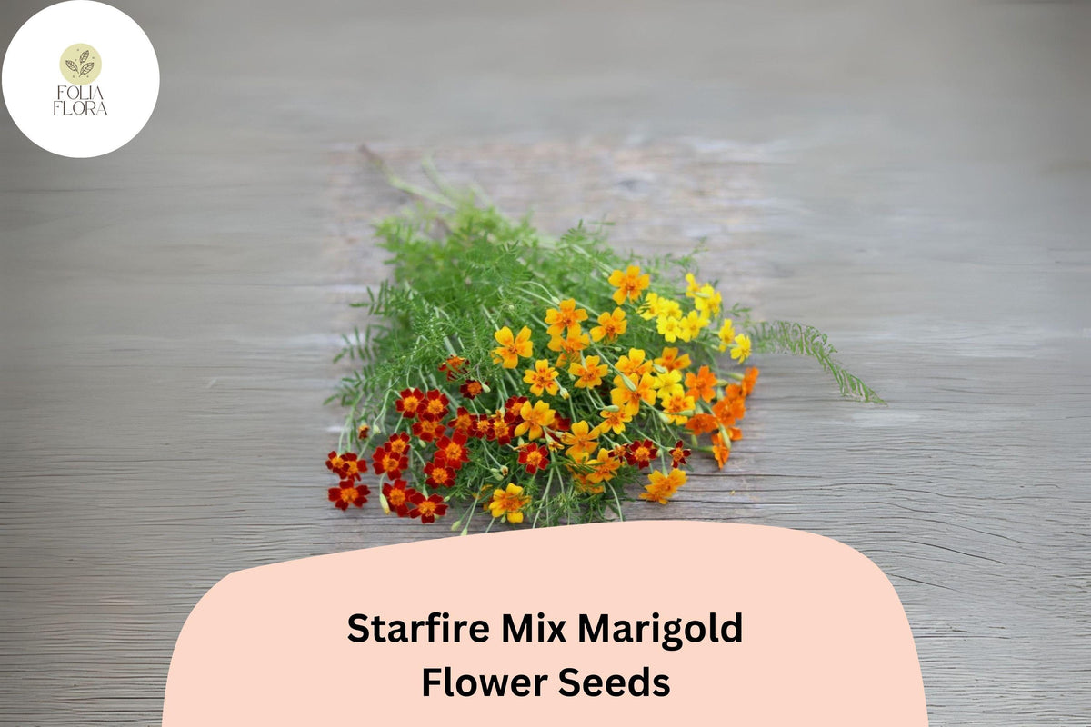 Starfire Mix Marigold Seeds – 25 Vibrant Single-Flower Tagetes for Borders & Pots