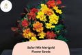 25 Safari Mix Marigold Seeds - Red, Yellow, Orange Tagetes