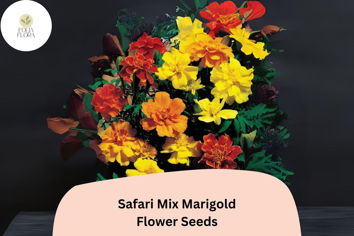 25 Safari Mix Marigold Seeds - Red, Yellow, Orange Tagetes