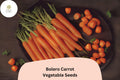 Bolero Carrot Seeds – Sweet Nantes-Type Carrot for Garden Planting (1000 Seeds)