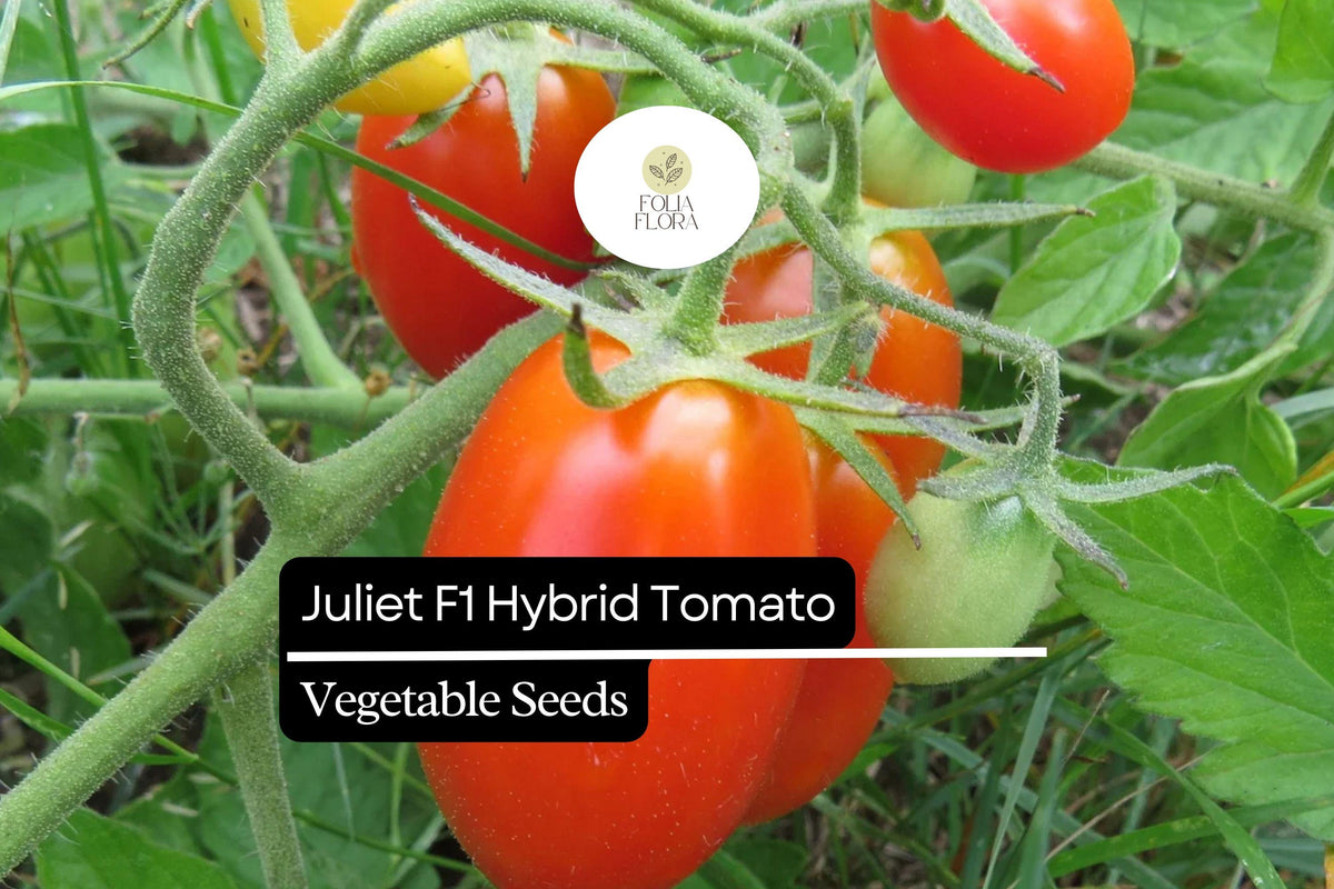 Juliet F1 Hybrid Tomato Seeds - Sweet Red Grape Tomato, 50 Seeds