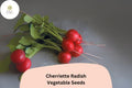 500 Cherriette Radish Seeds - Crisp Round Early-Maturing Radishes for Garden Planting