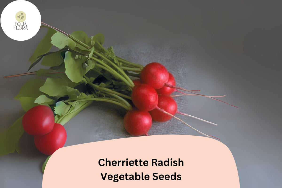 500 Cherriette Radish Seeds - Crisp Round Early-Maturing Radishes for Garden Planting