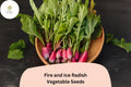 500 Fire and Ice Radish Seeds - Red & White Bicolor Radishes for Garden Planting
