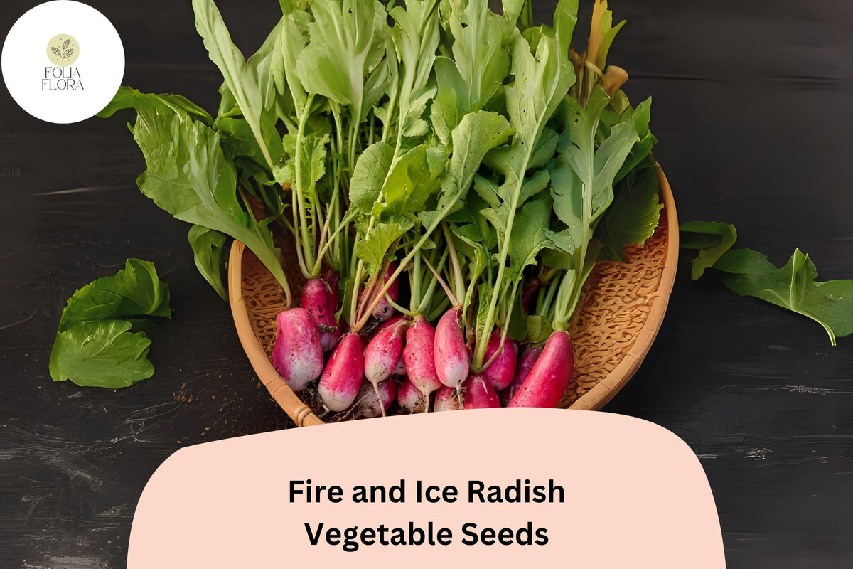 500 Fire and Ice Radish Seeds - Red & White Bicolor Radishes for Garden Planting