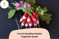 French Breakfast Radish Seeds – 500 Heirloom Oblong Radish Seeds for Planting