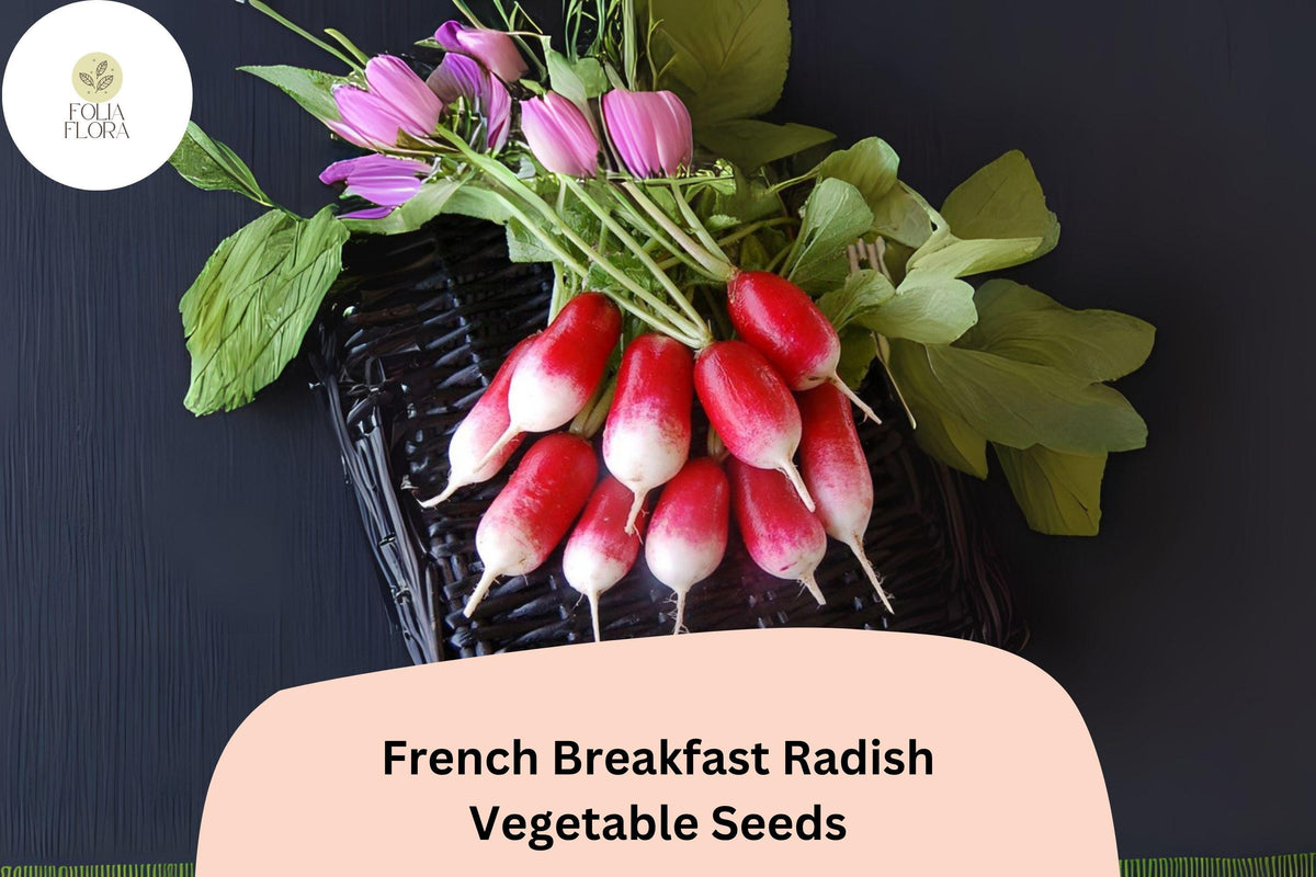 French Breakfast Radish Seeds – 500 Heirloom Oblong Radish Seeds for Planting