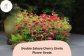 100 Double Zahara Cherry Zinnia Seeds – Heat & Drought Tolerant Annual Flowers
