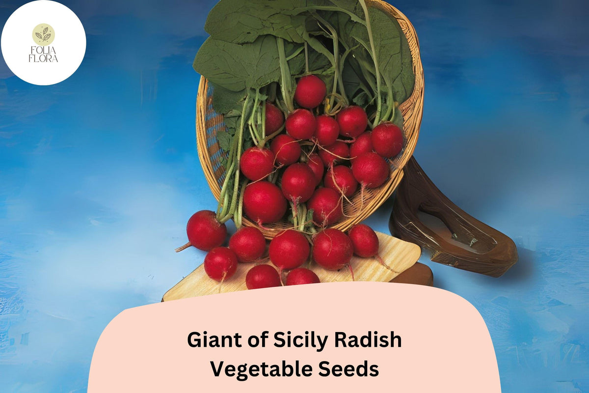 500 Giant of Sicily Radish Seeds | Large Heirloom Radish Variety for Garden Planting