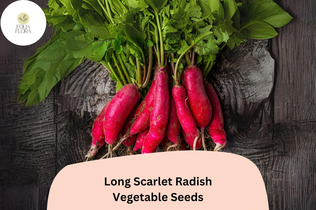 500 Long Scarlet Radish Seeds - Heirloom Red Root Radish for Garden Planting