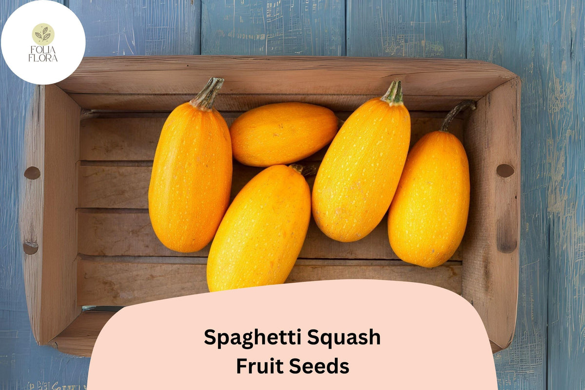 25 Spaghetti Squash Seeds - Winter Squash for Nutritious Pasta Alternative