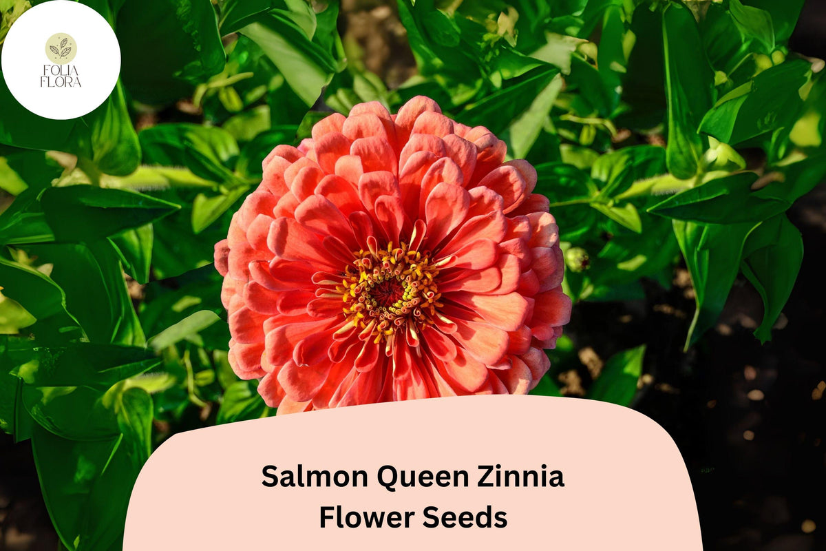 100 Salmon Queen Zinnia Seeds for Planting | Pink-Orange Blooms, Pollinator Friendly