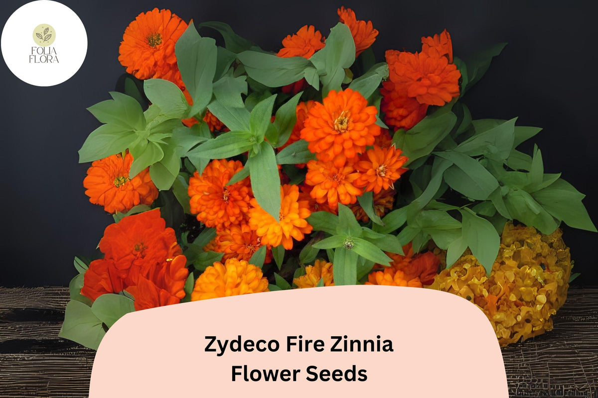 100 Zydeco Fire Zinnia Seeds – Red-Orange Blooms, Cut Flower Variety