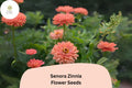 100 Senora Zinnia Seeds – Soft Pink Annual Flowers for Easy Growing