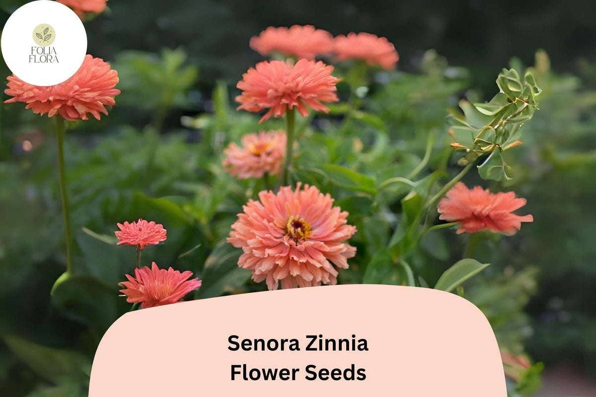 100 Senora Zinnia Seeds – Soft Pink Annual Flowers for Easy Growing