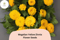 100 Magellan Yellow Zinnia Seeds – Compact Garden Flowers