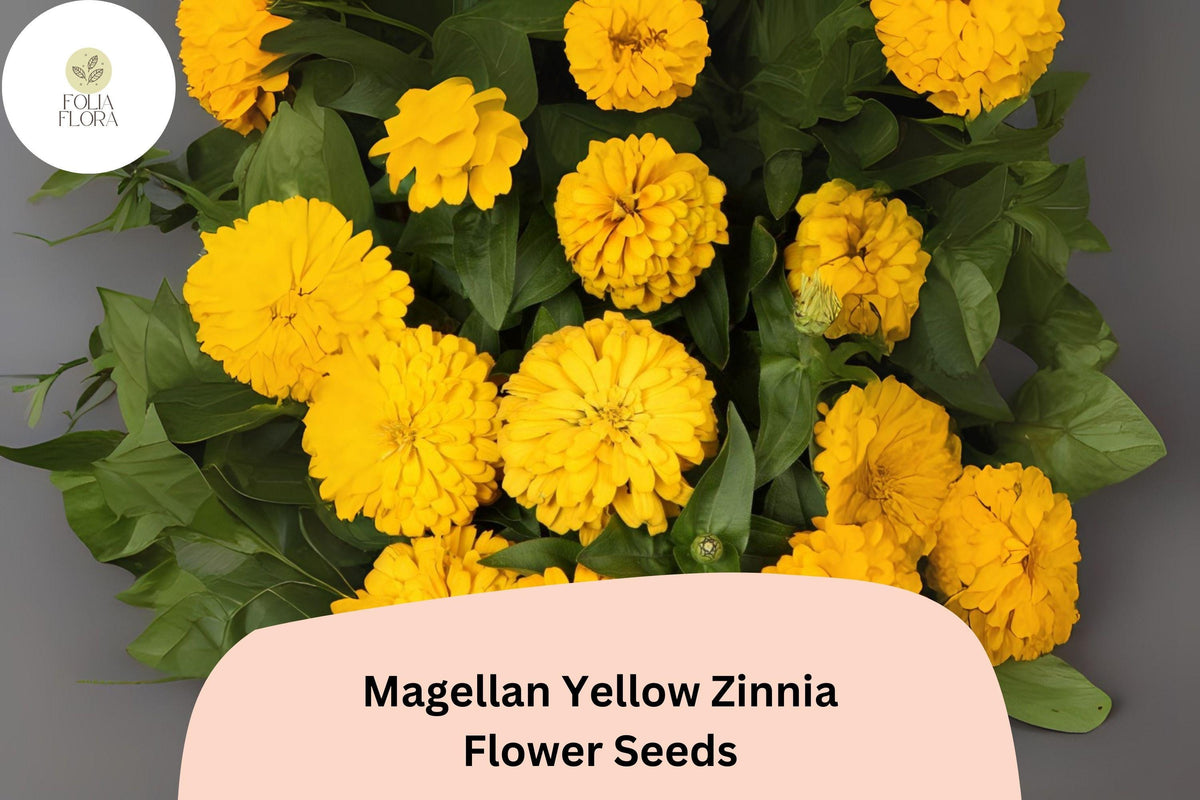 100 Magellan Yellow Zinnia Seeds – Compact Garden Flowers