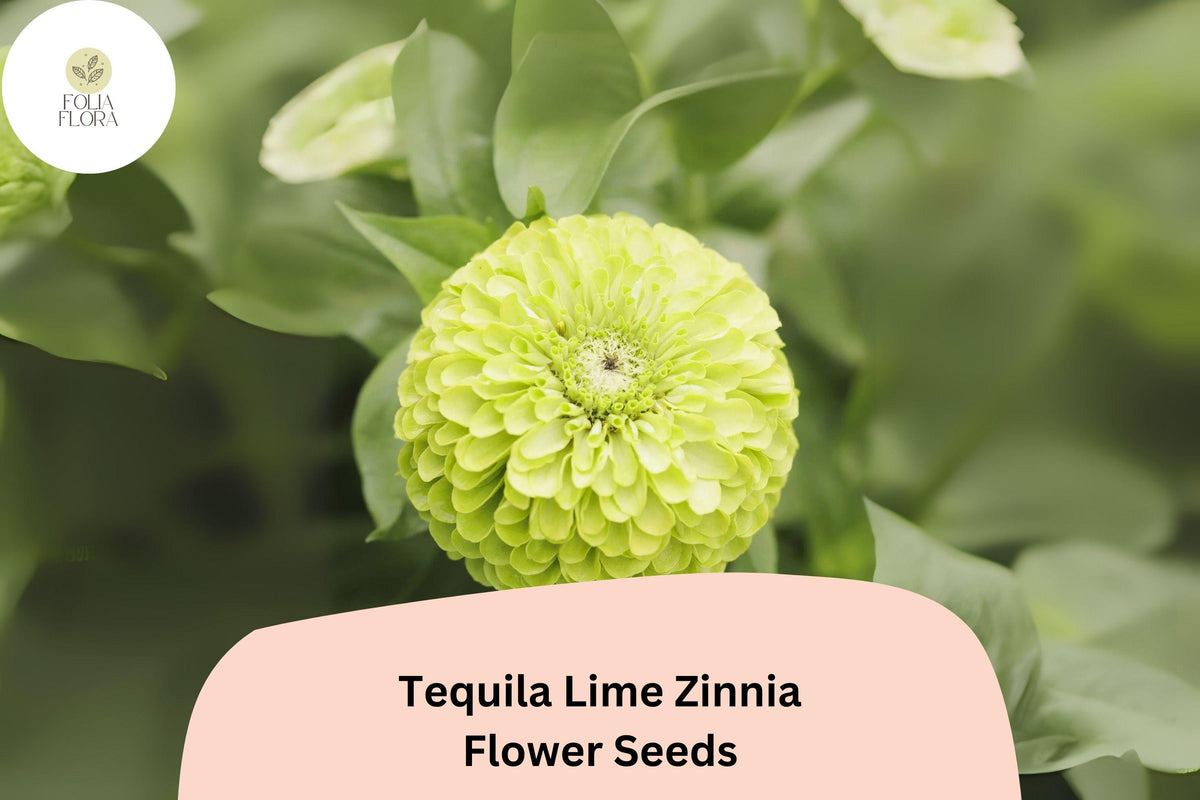 100 Tequila Lime Zinnia Seeds – Lime Green Annual Flowers for Cutting Gardens