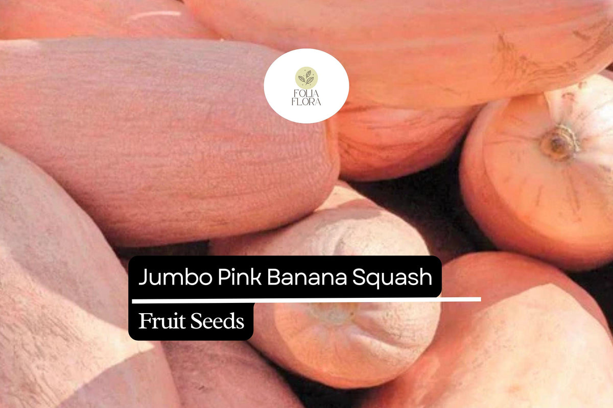 25 Banana Squash Seeds – Large Winter Squash for Baking & Roasting