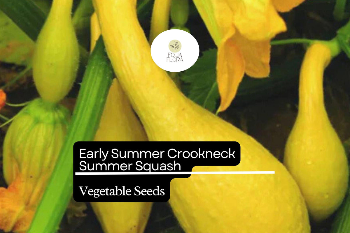 25 Crookneck Squash Seeds - Yellow Summer Heirloom Variety
