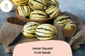 Jester Squash Seeds – 25 Striped Acorn-Delicata Hybrid Winter Squash for Garden Planting