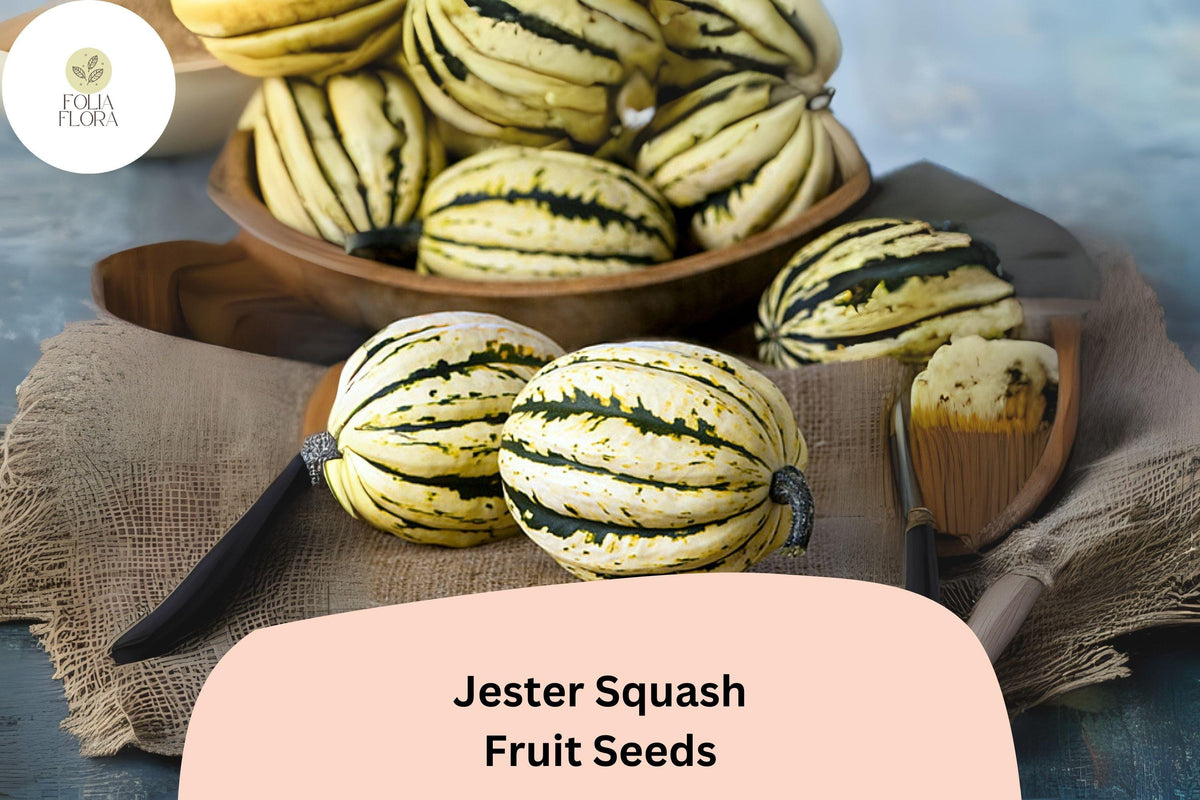 Jester Squash Seeds – 25 Striped Acorn-Delicata Hybrid Winter Squash for Garden Planting