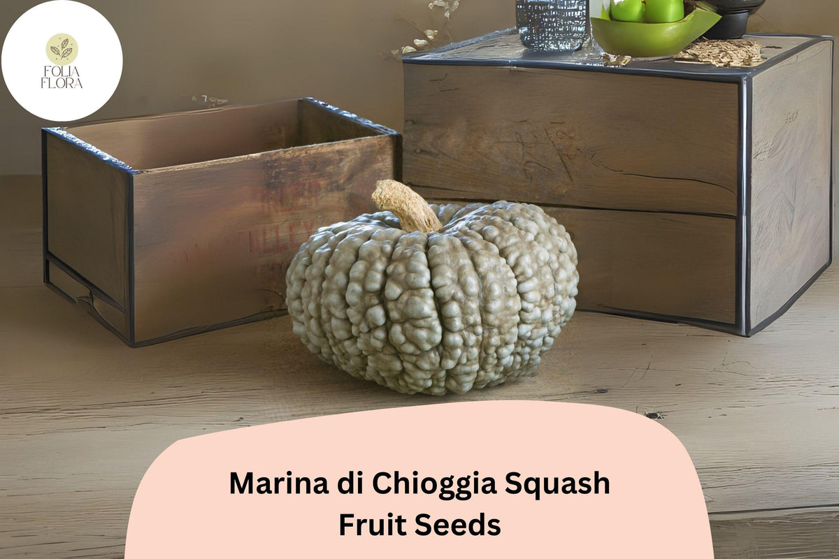 Marina di Chioggia Squash Seeds - 25 Heirloom Italian Winter Turban Pumpkin Seeds