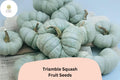 Triamble Squash Seeds – Rare Heirloom Winter Squash, Blue-Green Fruits (25 Seeds)