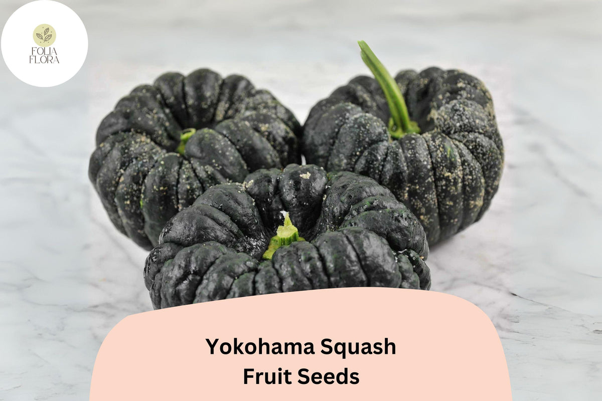 25 Yokohama Squash Seeds for Planting