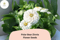 100 Polar Bear Zinnia Seeds - Pure White Annual Flowers for Planting