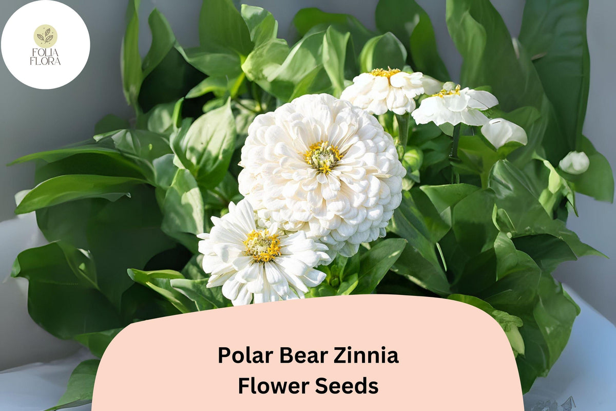 100 Polar Bear Zinnia Seeds - Pure White Annual Flowers for Planting