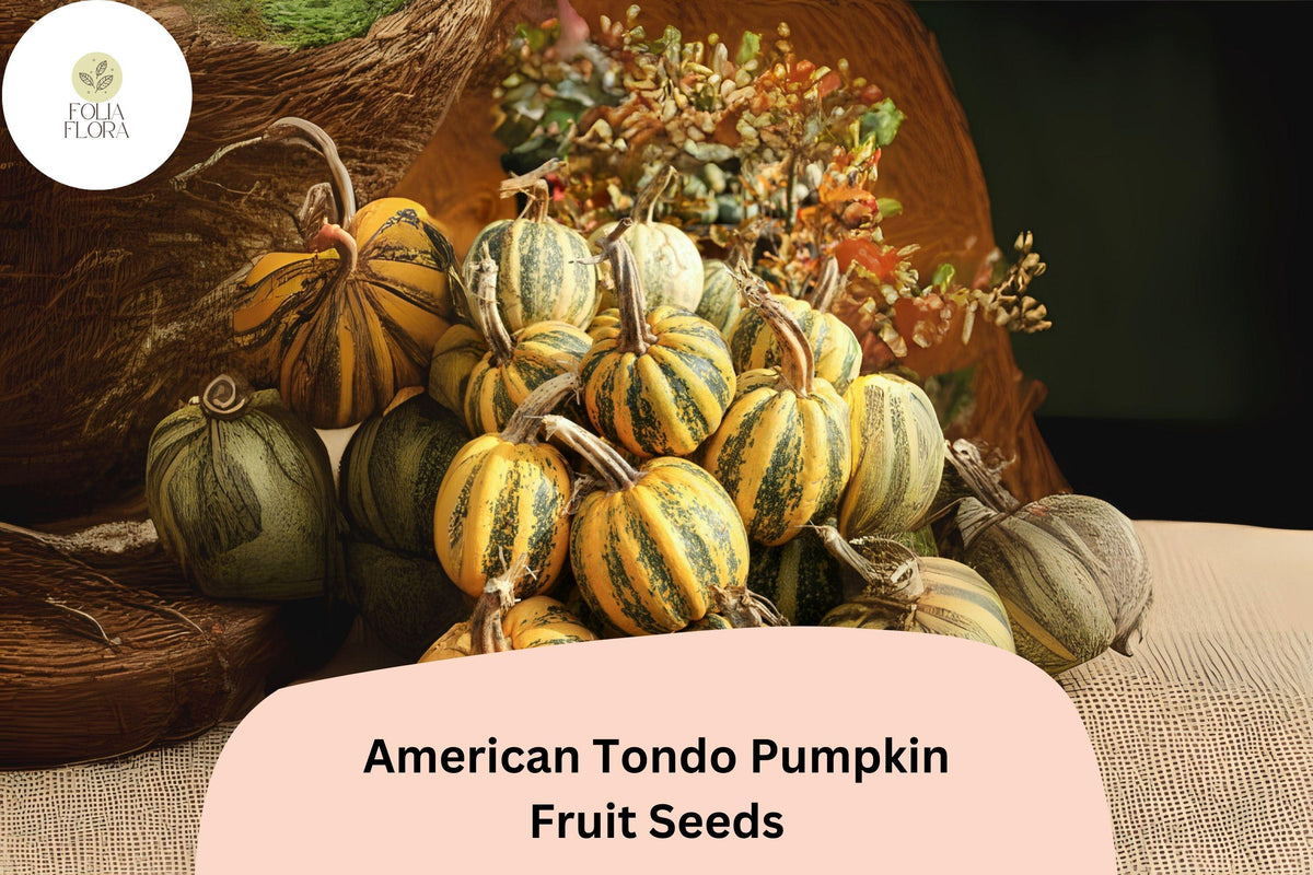25 American Tondo Pumpkin Seeds - Italian Heirloom Squash for Planting
