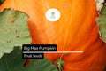Big Max Pumpkin Seeds – Giant Variety for Fall Harvest (25 Seeds)
