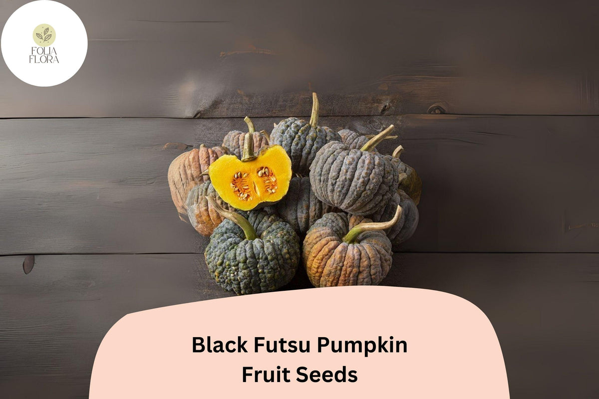 Black Futsu Pumpkin Seeds - 25 Heirloom Japanese Cucurbita moschata Seeds