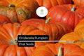 25 Cinderella Pumpkin Seeds - Rouge Vif d'Etampes Heirloom