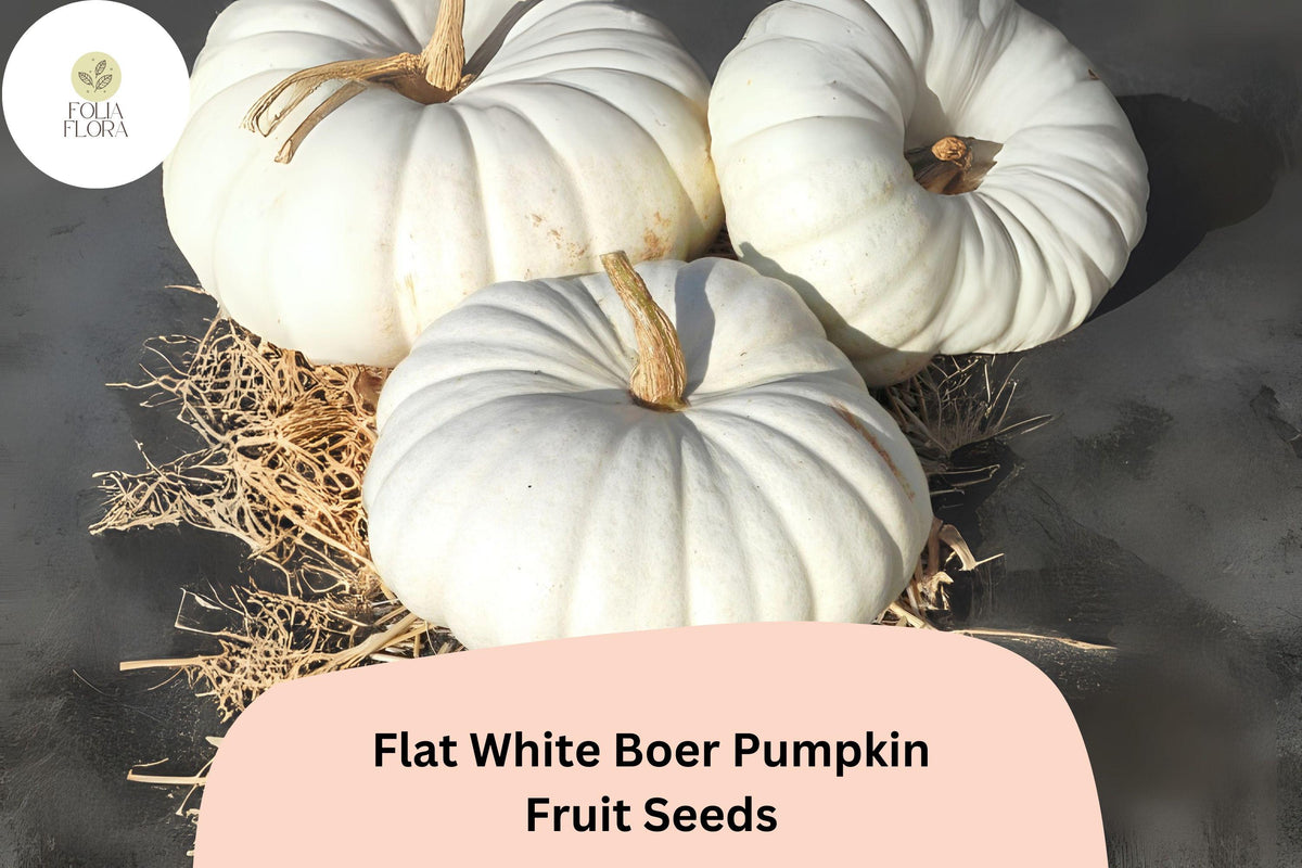 25 Flat White Boer Pumpkin Seeds - Heirloom South African Variety