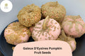 25 Galeux d'Eysines Pumpkin Seeds - French Heirloom Sweet Warty Pumpkins