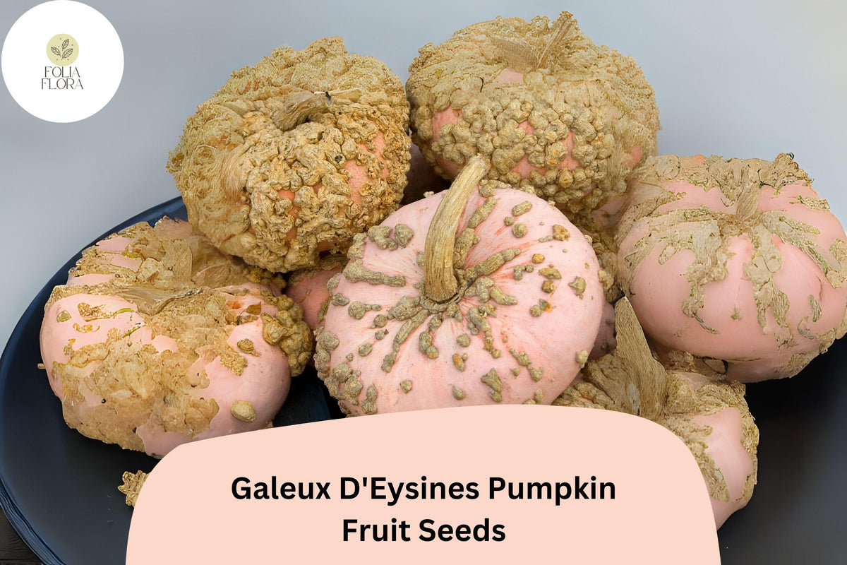 25 Galeux d'Eysines Pumpkin Seeds - French Heirloom Sweet Warty Pumpkins
