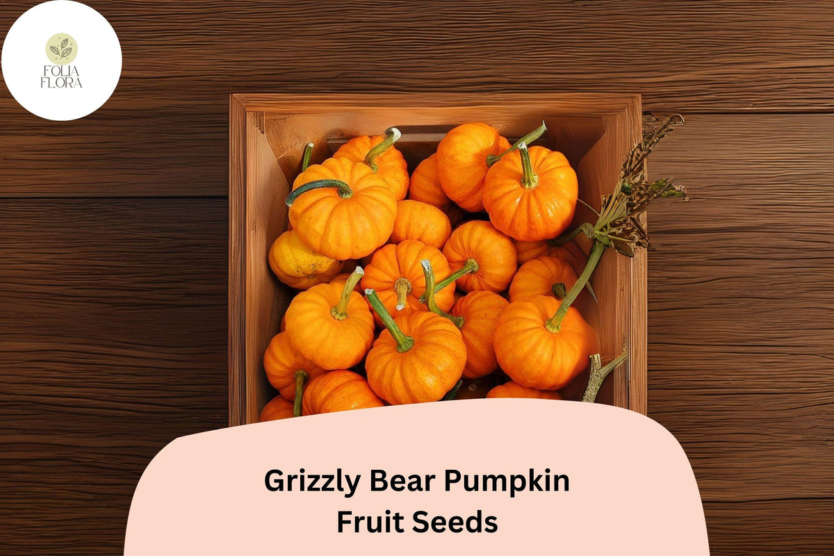 25 Jack Be Little Pumpkin Seeds – Heirloom Mini Pumpkins for Fall Decor & Baking