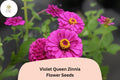100 Violet Queen Zinnia Seeds – Tall Purple Blooms for Cut Flowers