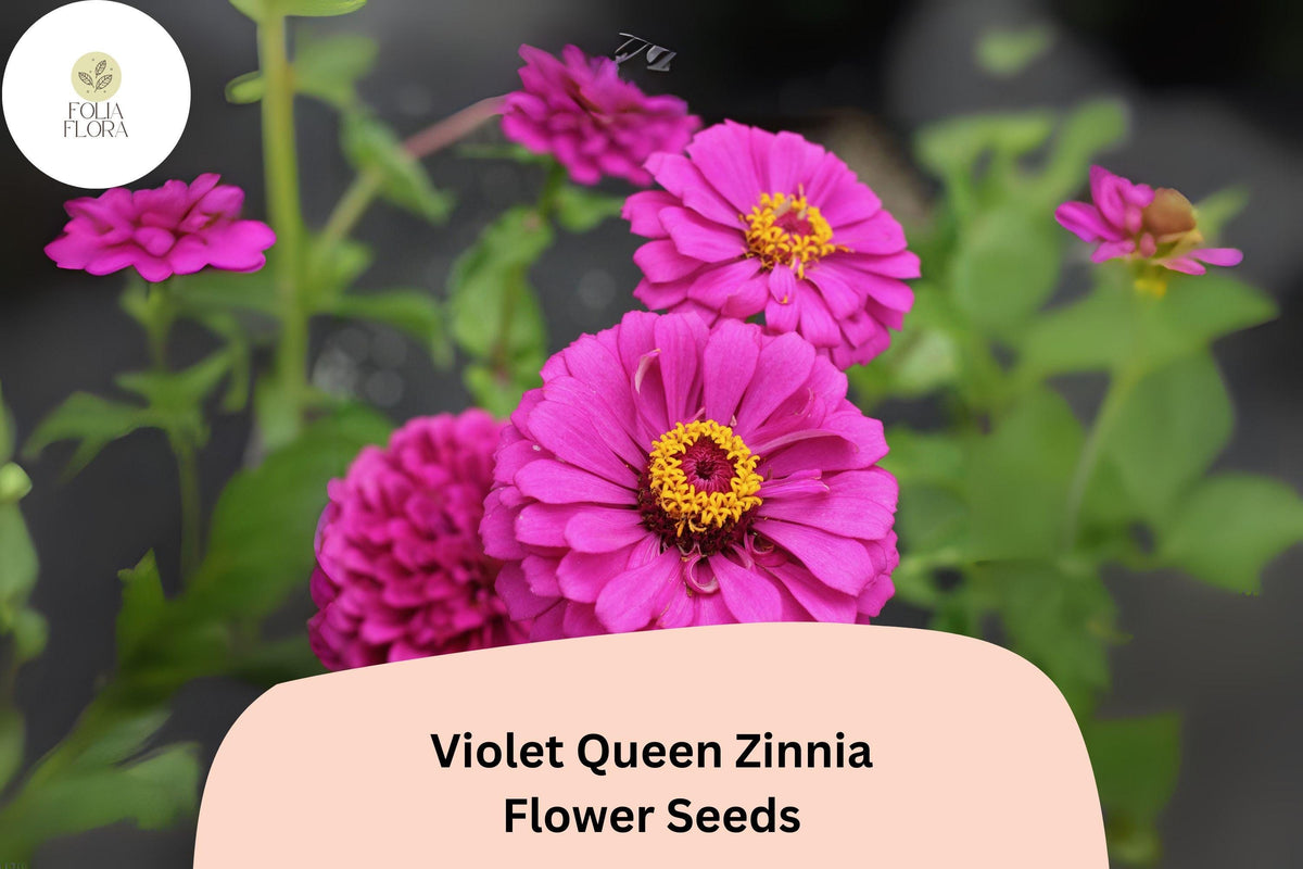 100 Violet Queen Zinnia Seeds – Tall Purple Blooms for Cut Flowers