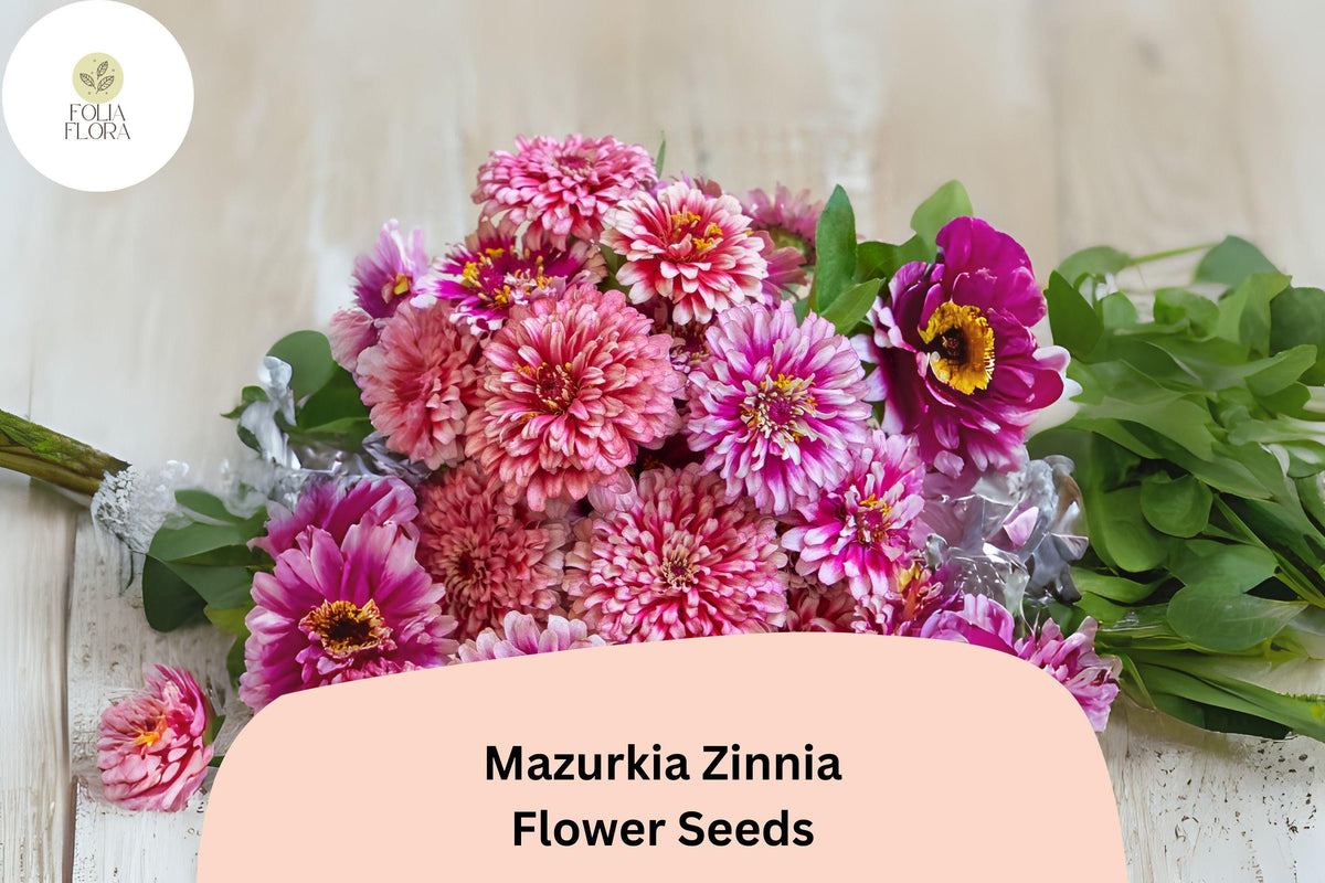 100 Mazurkia Zinnia Seeds – Pink & White Bicolor Blooms for Pollinator Gardens