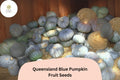 25 Queensland Blue Pumpkin Seeds – Heirloom Winter Squash for Cooking & Storage