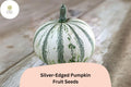 25 Silver-Edged Pumpkin Seeds | Rare Heirloom Squash with White-Edged Leaves & Large Fruits